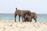 RENCONTRE ENTRE CHIENS 013